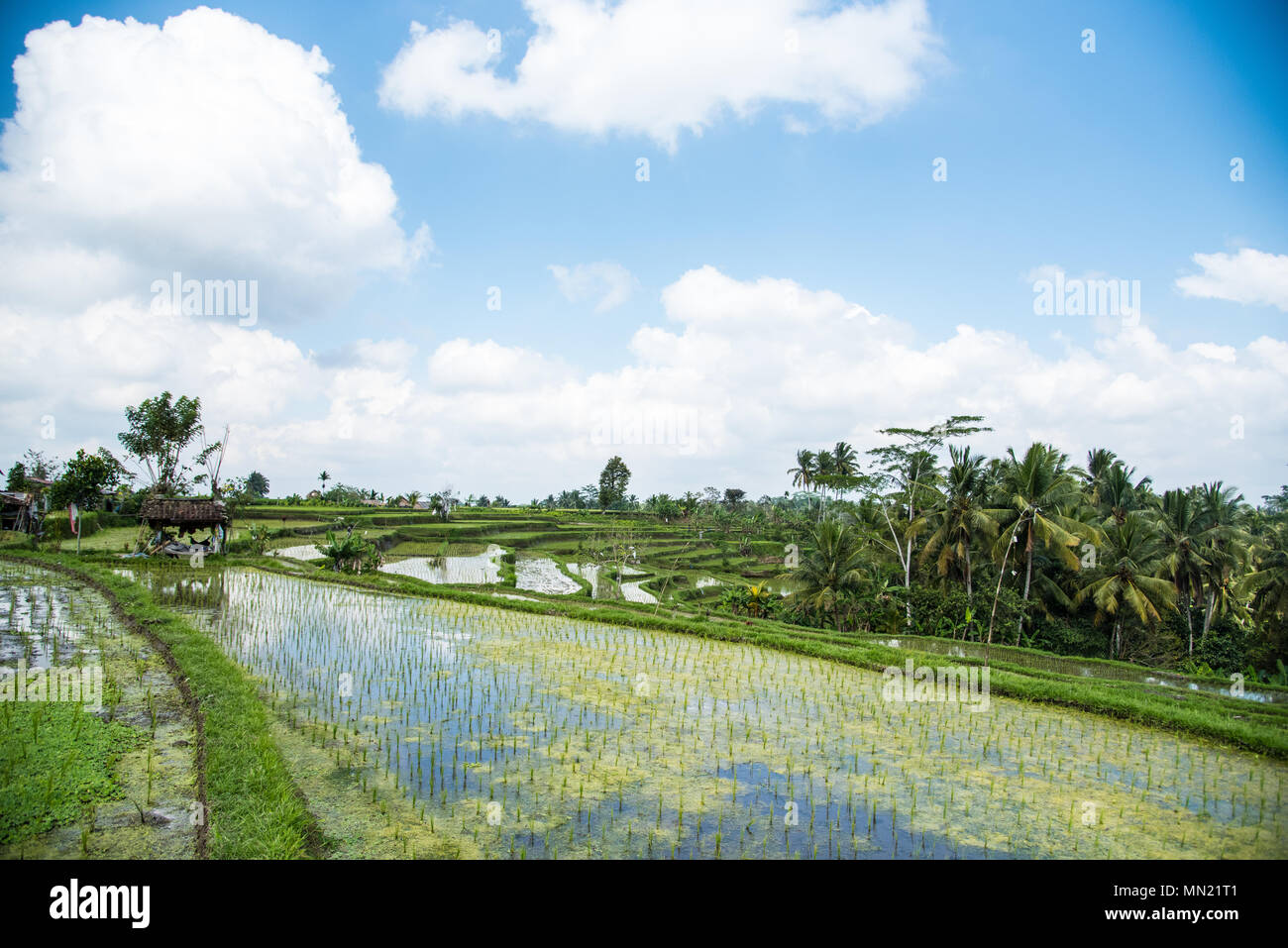 Die tegallalang Reisfelder Bali Stockfoto