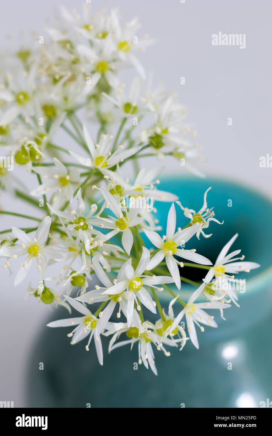 Ein sträußchen von Bärlauch Blumen (Bärlauch) in einem handgefertigte Keramik Vase. Stockfoto