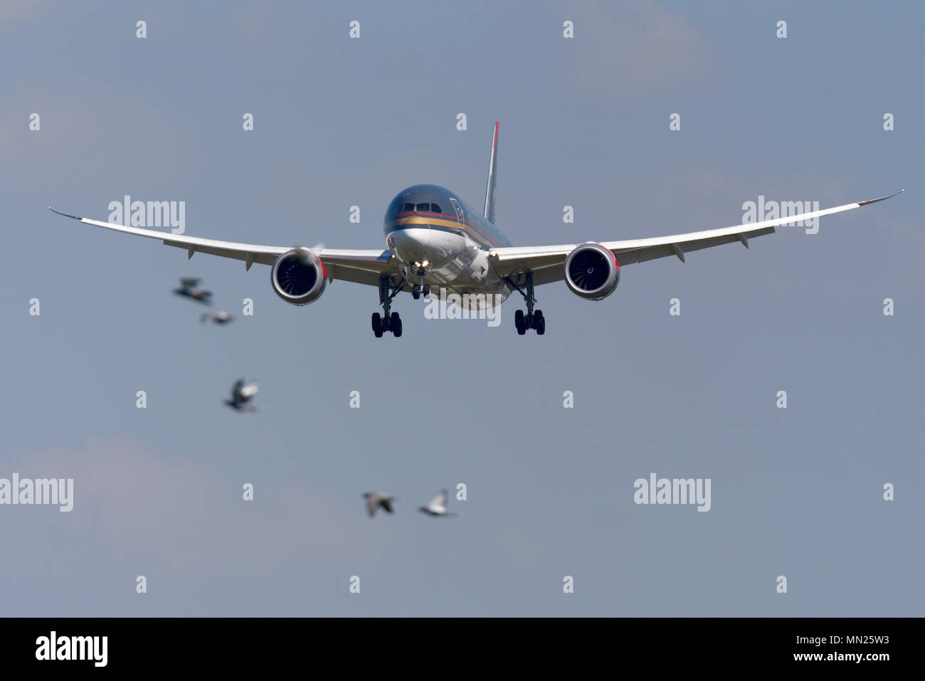 Royal Jordanian Boeing 787 Dreamliner jet Flugzeug zu landen am Flughafen London Heathrow im blauen Himmel. Boeing 787-8 JY-BAE. Vögel fliegen vor Stockfoto
