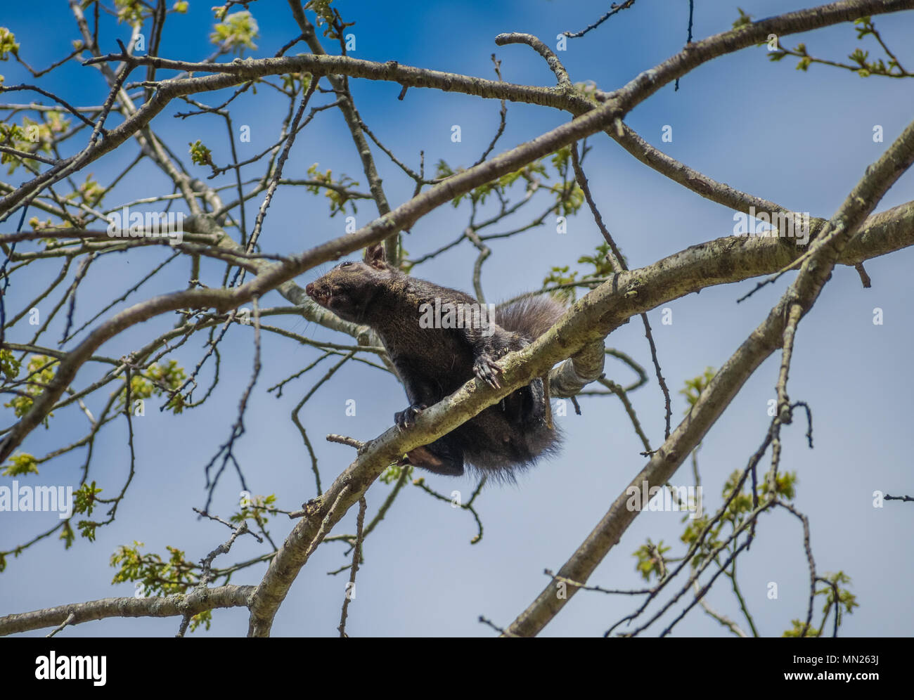 Ich schaue auf ein Eichhörnchen auf einem Baumzweig Stockfoto