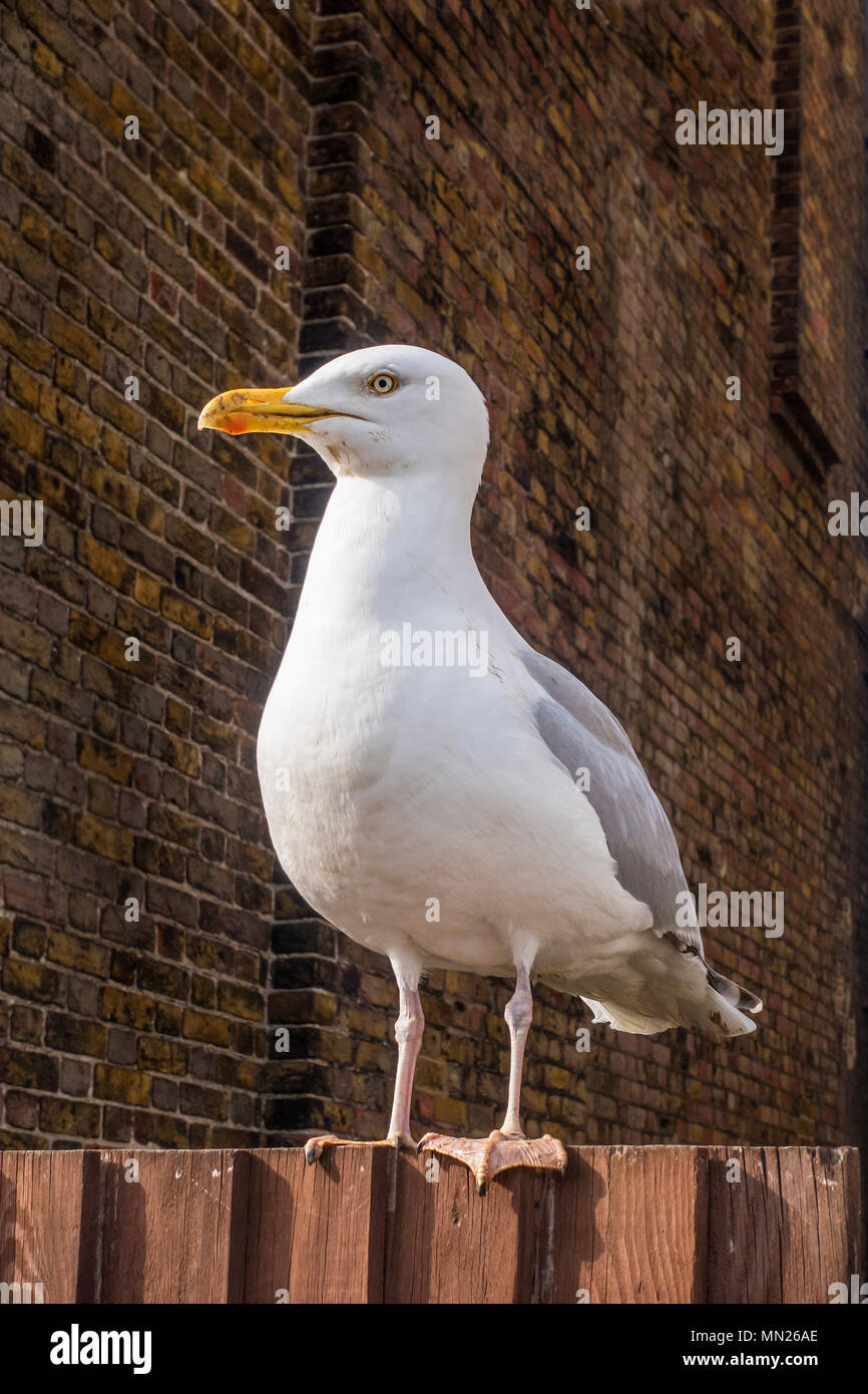 Erwachsene, Gull, Seagull Stockfoto