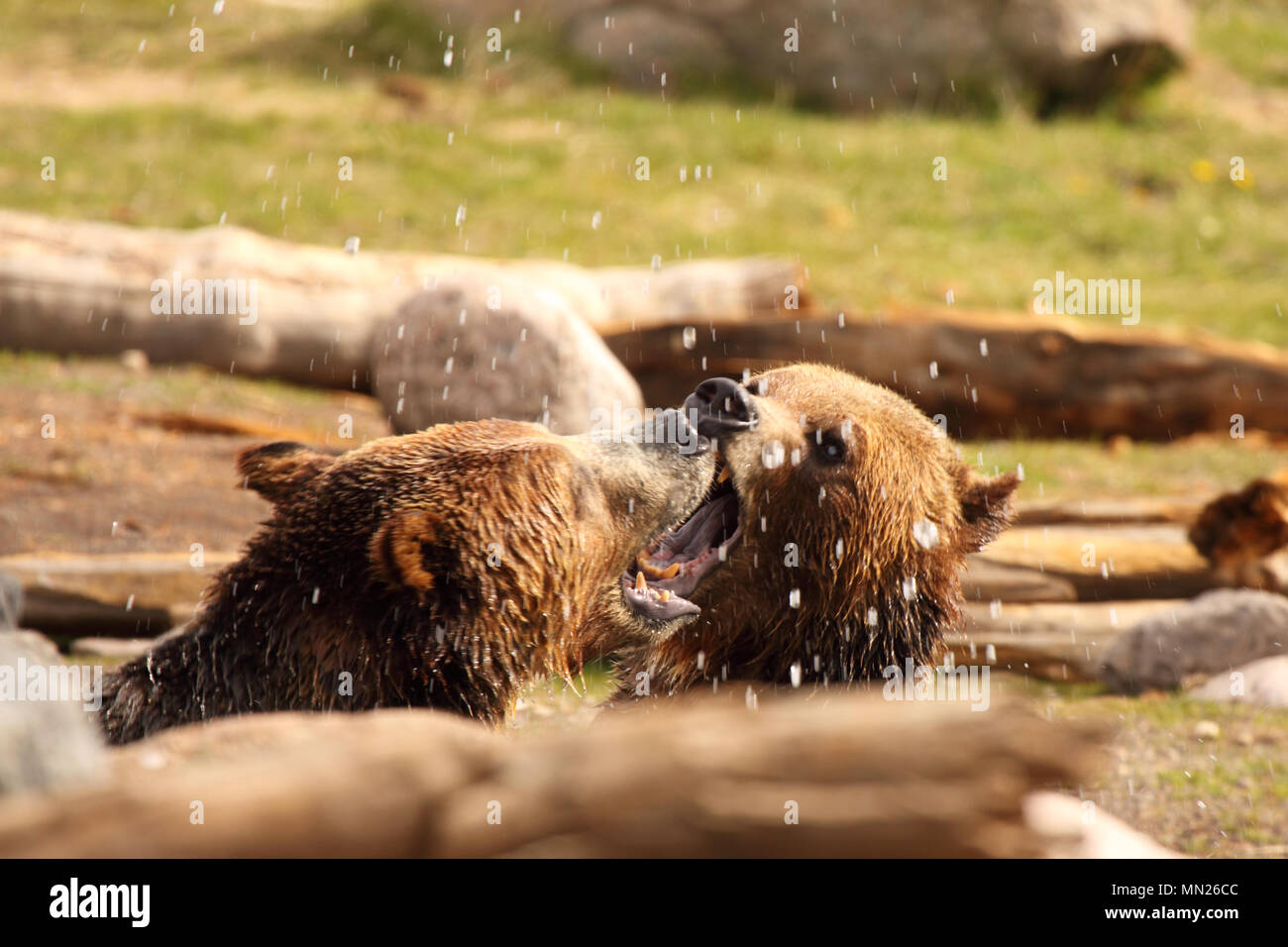 Ein paar Grizzly Bären kämpfen und Spritzen in den Rocky Mountains. Stockfoto