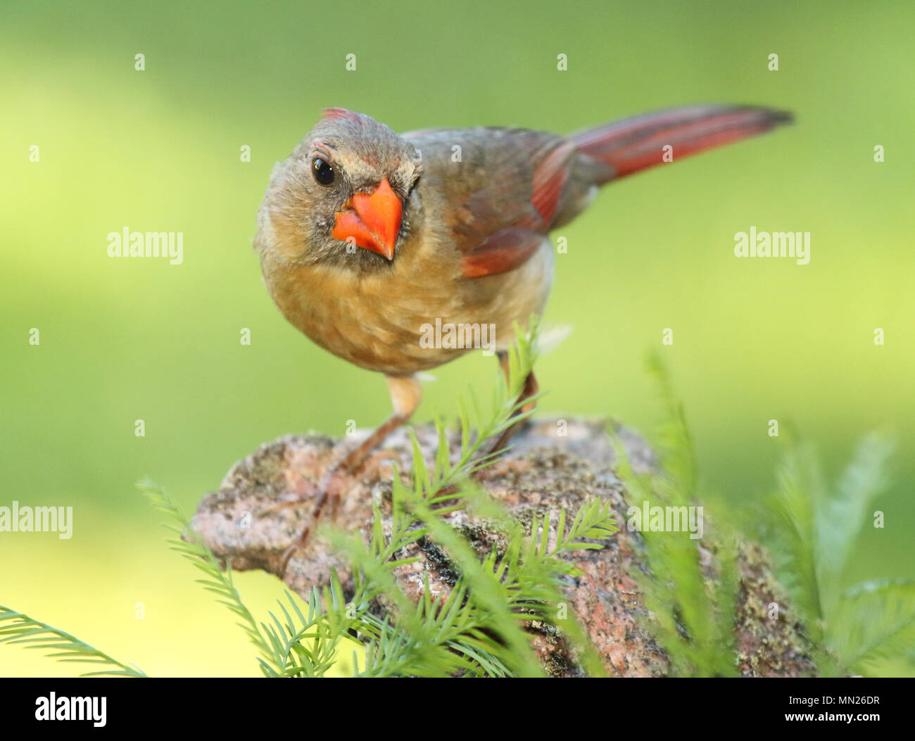 Eine weibliche Nördliche Kardinal auf der Suche nach Nahrung. Stockfoto