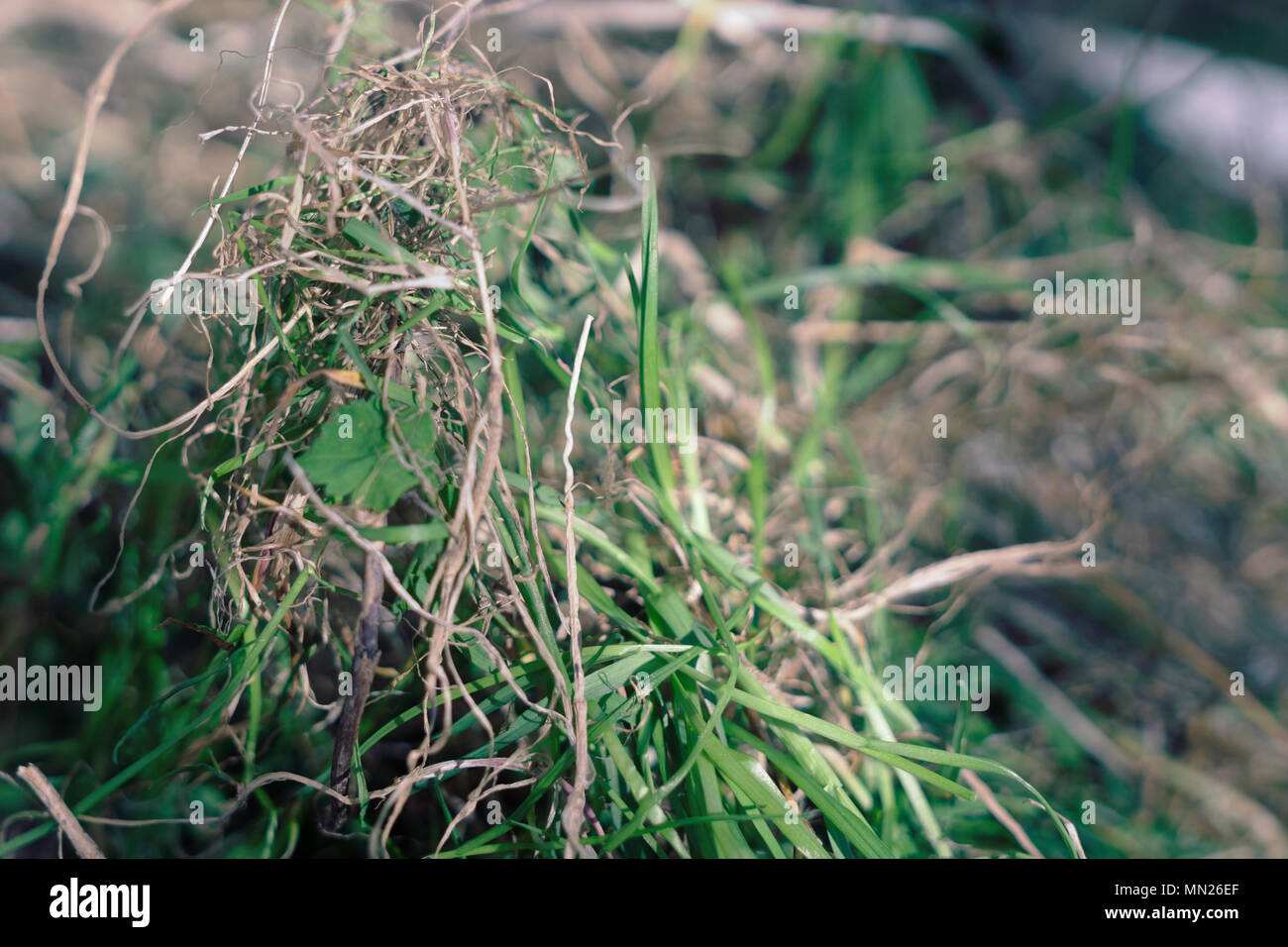 Neue Gras keimen Stockfoto