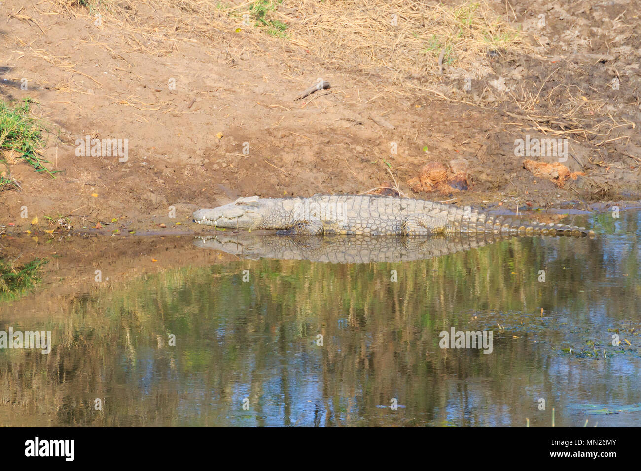 Krokodil in der Nähe von Kruger National Park, Südafrika. Safari und Tierwelt. Stockfoto