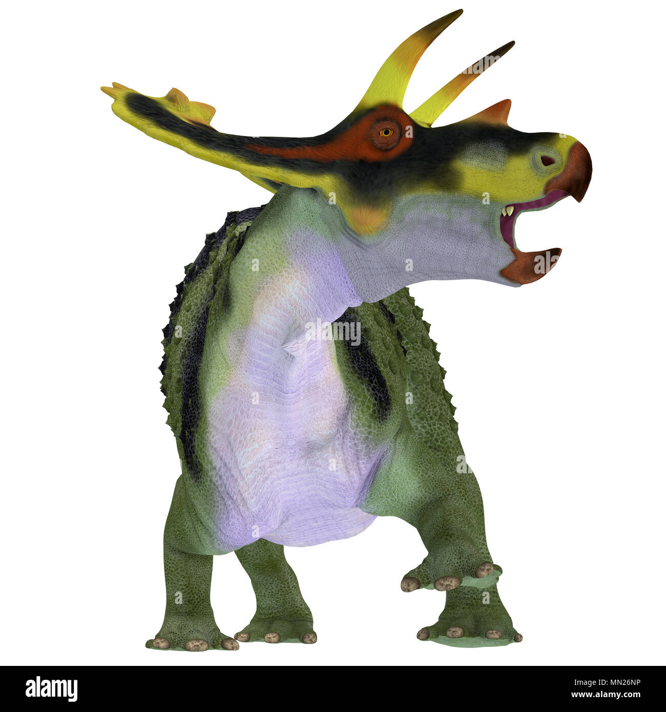 Anchiceratops Dinosaurier auf Weiß - Anchiceratops ornatus war ein Pflanzenfresser Ceratopsian Dinosaurier, die in Alberta, Kanada in der Kreidezeit lebten. Stockfoto