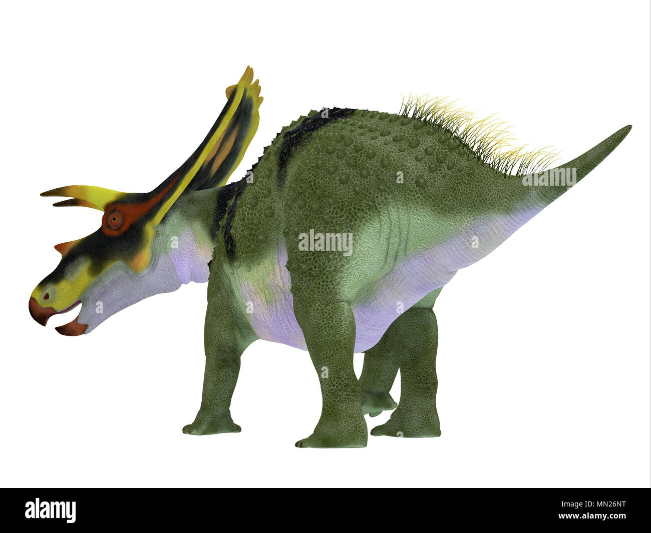 Anchiceratops Dinosaurier Schwanz - Anchiceratops ornatus war ein Pflanzenfresser Ceratopsian Dinosaurier, die in Alberta, Kanada in der Kreidezeit lebten. Stockfoto