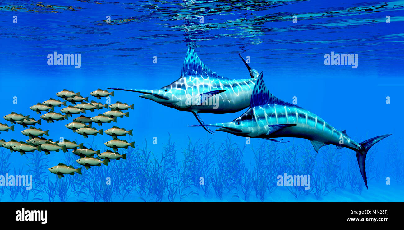 Marlin und Bocaccio Rockfish - Räuberischen Blue Marlin Fischen Jagen eine Schule der Bocaccio Rockfish über einen Kelp Bett auf dem Meeresgrund. Stockfoto