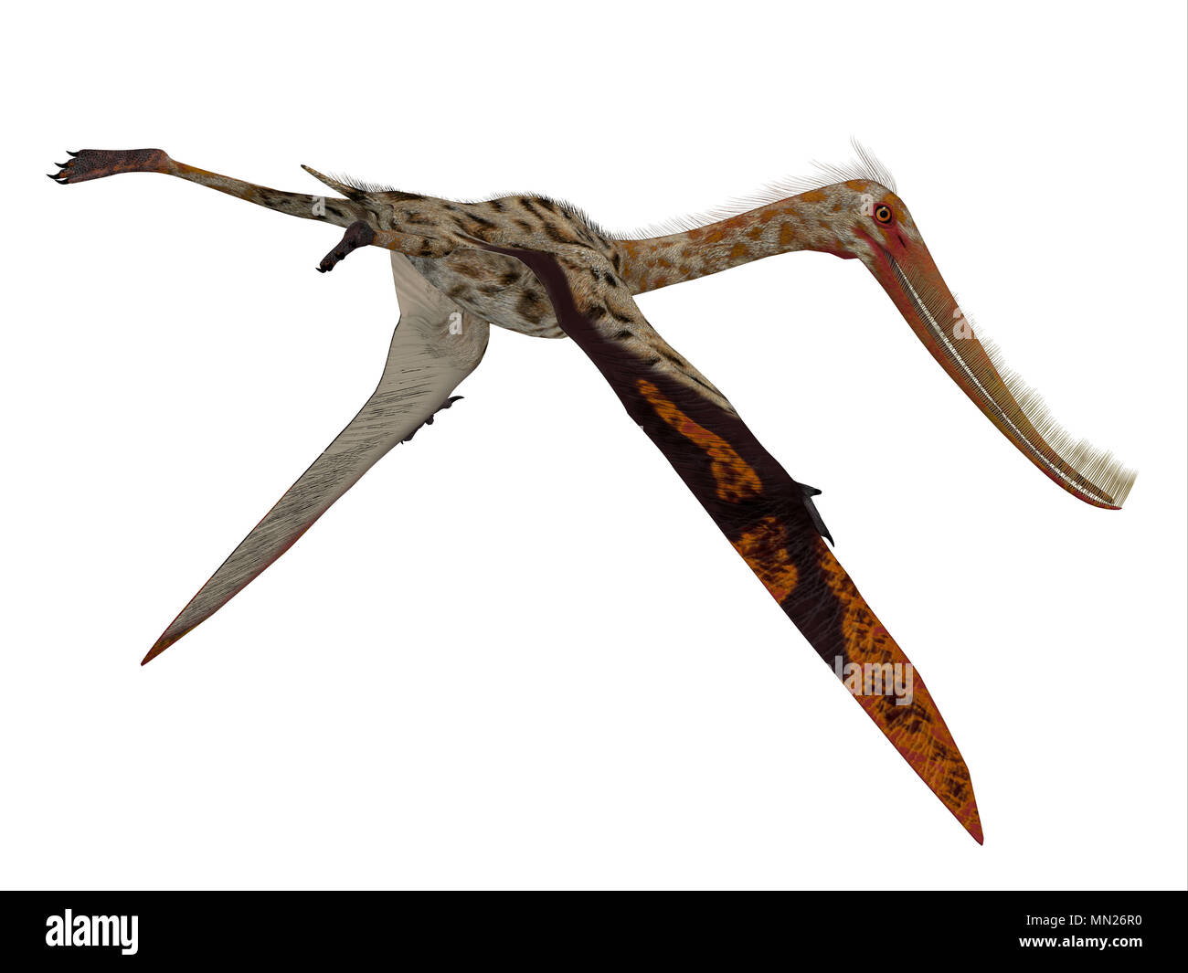 Pterodaustro Reptile Schwanz - Pterodaustro guinazui war eine fleischfressende fliegende Reptilien, die in Südamerika während der Kreidezeit lebten. Stockfoto