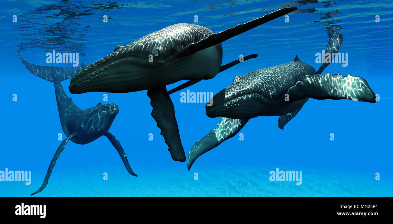 Drei Buckelwale - eine männliche Stier Buckelwal nimmt das Interesse an einer Frau als ihr Escort Uhren in einem Abstand. Stockfoto