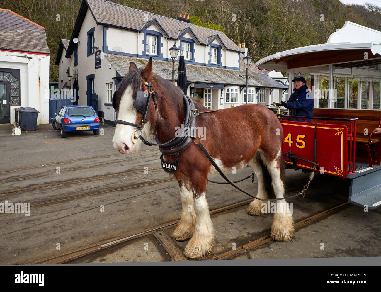 Straßenbahn Pferd William an der Endstation Taverne in Douglas, Isle of Man ziehen die Straßenbahn Nummer 45 Stockfoto