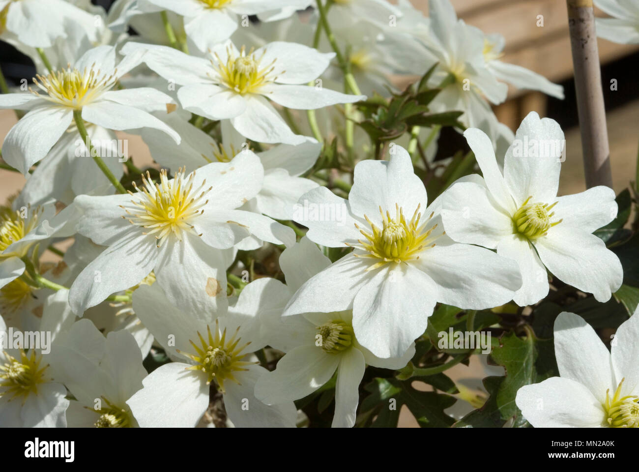 Clematis-Blüten Stockfoto