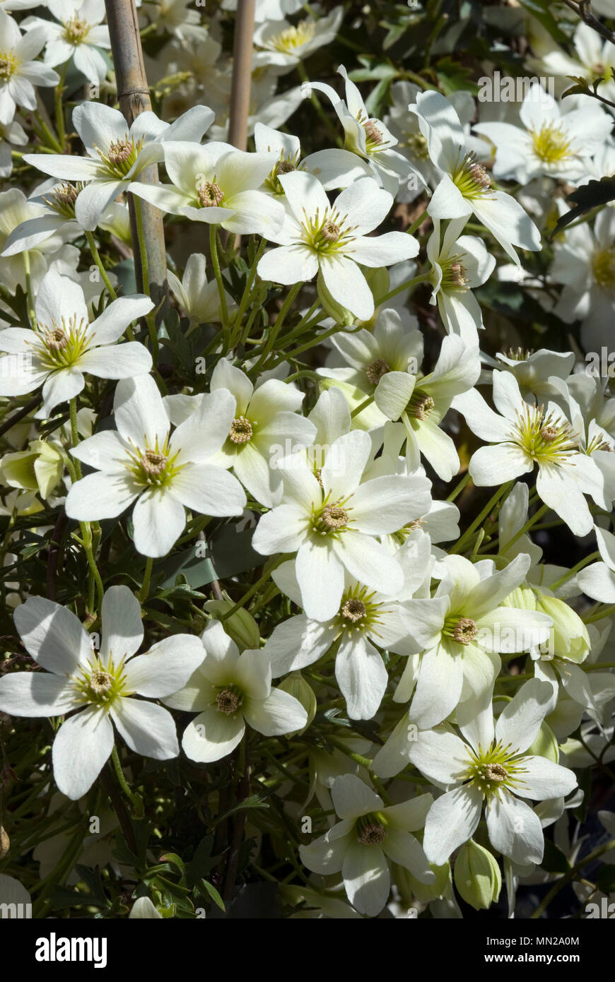 Clematis-Blüten Stockfoto