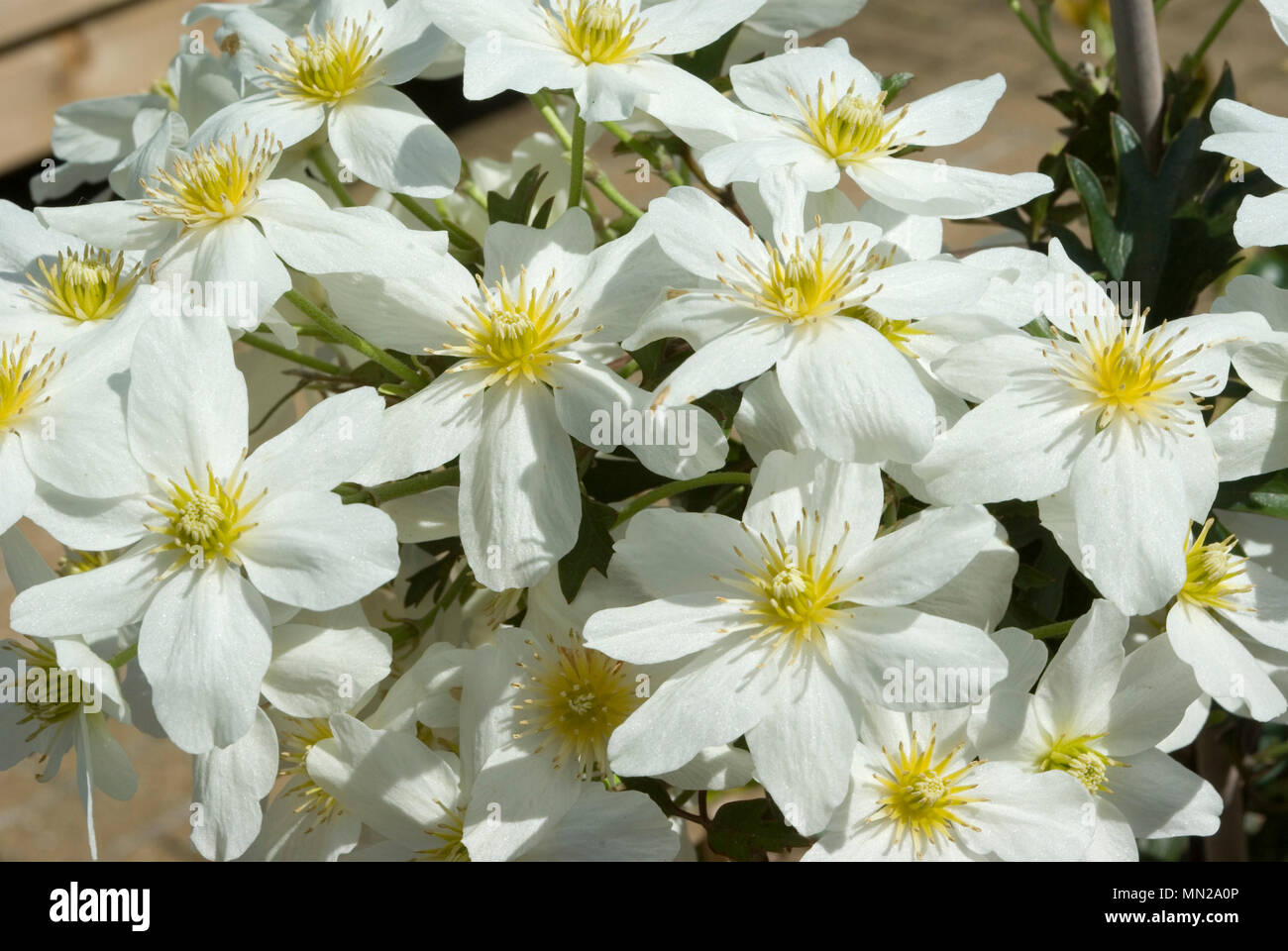 Clematis-Blüten Stockfoto