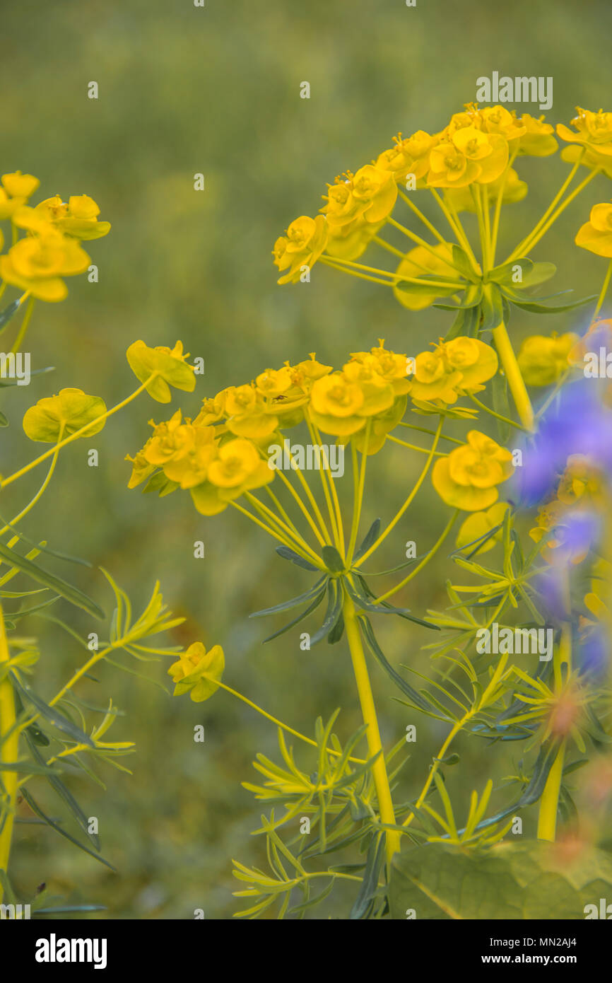 Grünen Wolfsmilch; auch als Wolfsmilch, Wolf Milch bekannt, und der Wolf - Milch. Familie: Wolfsmilch (Euphorbiaceae) Blüte: Gelb-grün im Dach an der Spitze der Anlage; Stockfoto