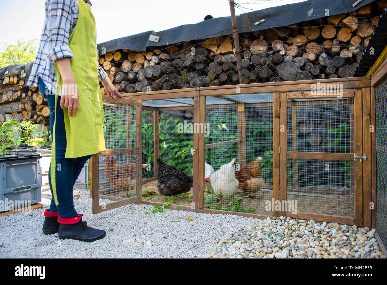 Nicht erkennbare Frau ihre freie Hühner füttern. Ei Legehennen und junge Frau Bauer. Gesunde organische Essen Lifestyle. Stockfoto