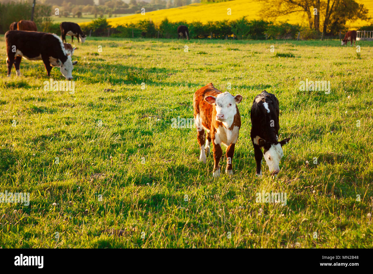 Junge Kühe/Kälber im Frühjahr Beweidung auf einem Feld in Wiltshire, Südwest Großbritannien. Stockfoto