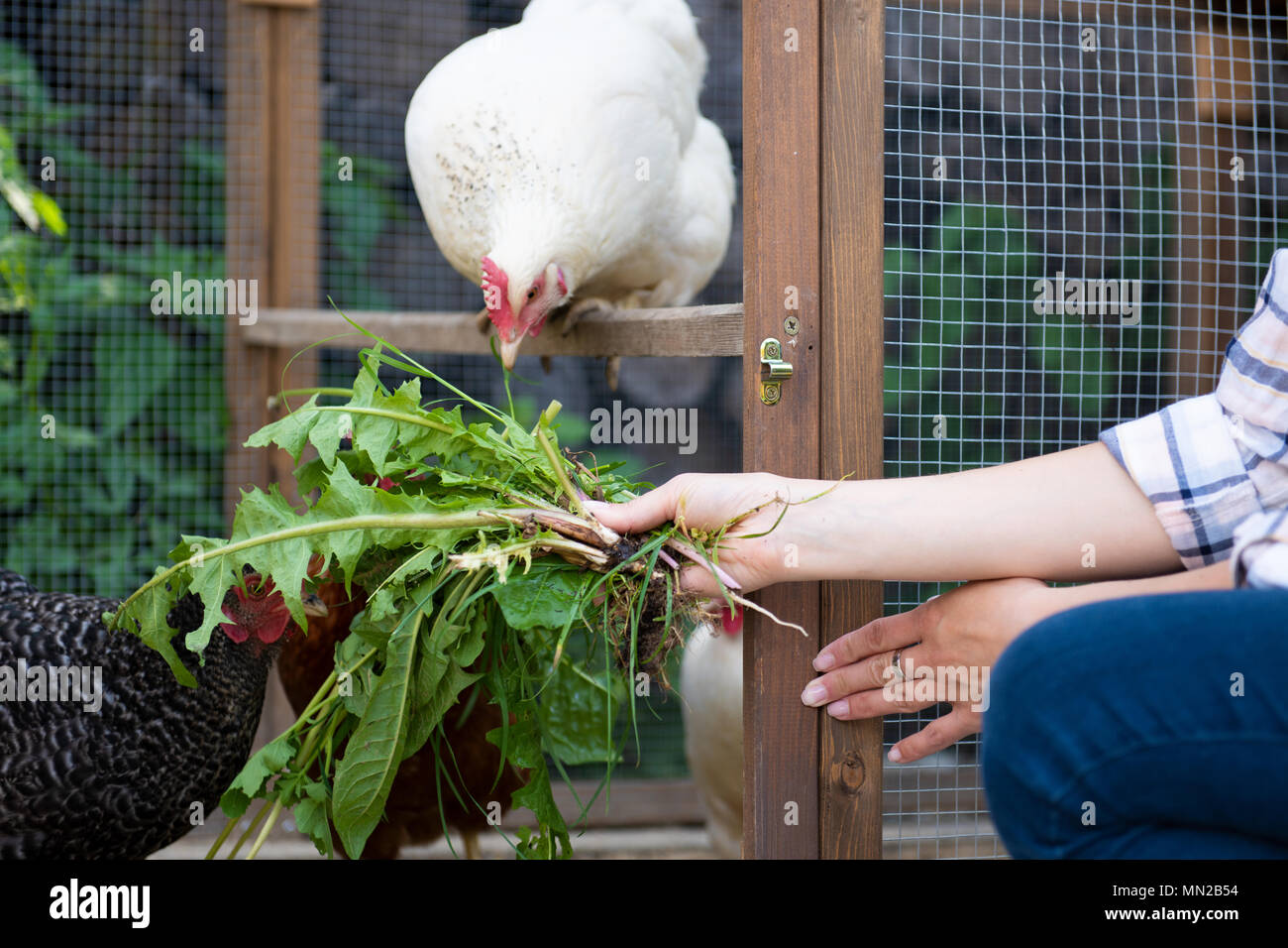 Nicht erkennbare Frau ihre freie Hühner füttern. Ei Legehennen und junge Frau Bauer. Gesunde organische Essen Lifestyle. Stockfoto