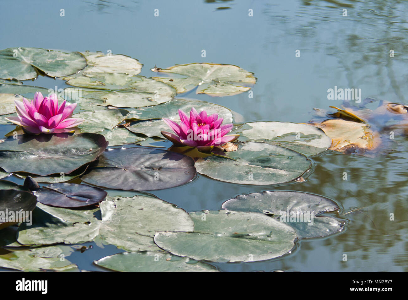 Rosa Seerosen auf einem kleinen Teich in der Sonne Stockfoto