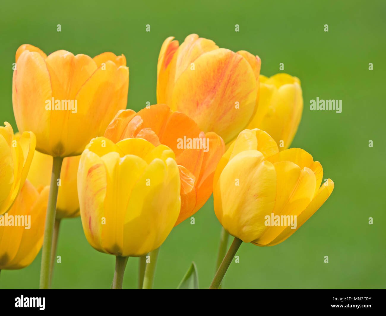 Einige gelbe Blüten Tulpen isoliert auf Grün Stockfoto