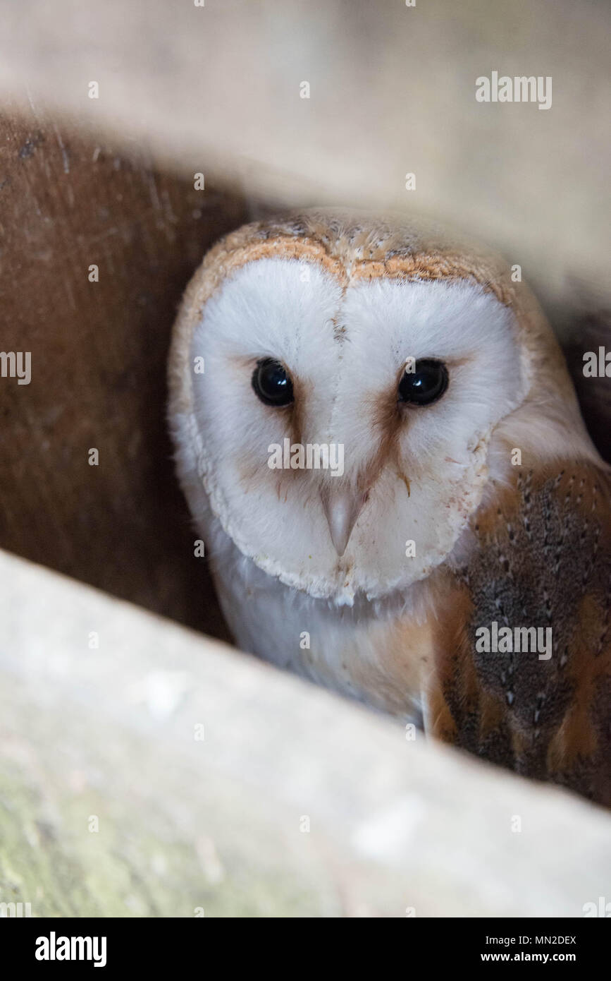 Eine Schleiereule peeking aus einem Nest Stockfoto