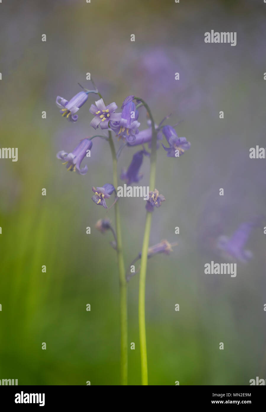 Weich gemalt Wirkung bluebell Portrait Stockfoto