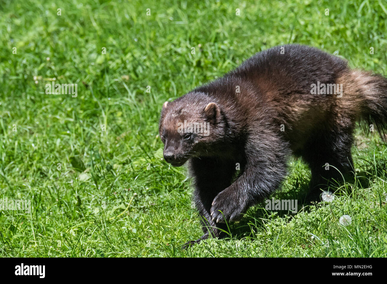 Der Vielfraß (Gulo Gulo) Nahrungssuche im Grünland Stockfoto
