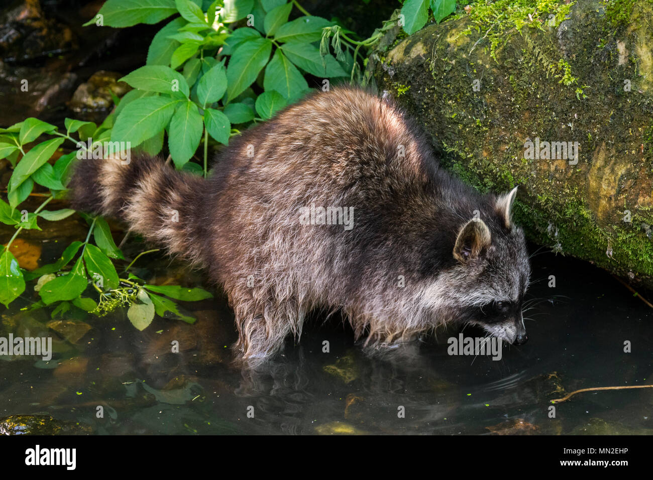 Nordamerikanische Waschbär (Procyon Lotor), in Nordamerika heimisch, Waschen der Lebensmittel in Wasser aus Bach im Wald Stockfoto