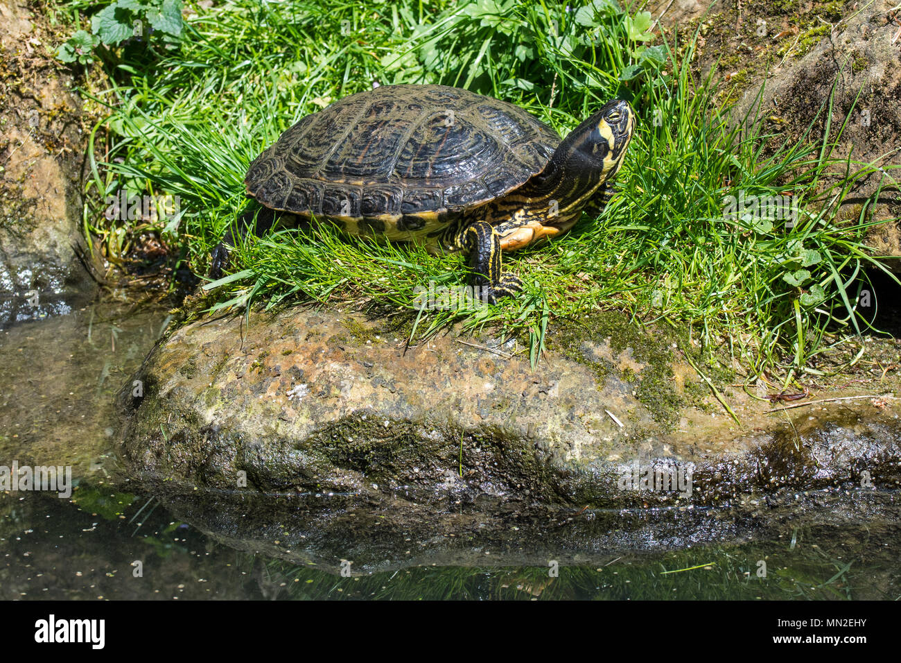 Yellow-bellied Schieberegler (TRACHEMYS SCRIPTA scripta), Land- und Wasser Schildkröten native auf den Südosten der Vereinigten Staaten Stockfoto