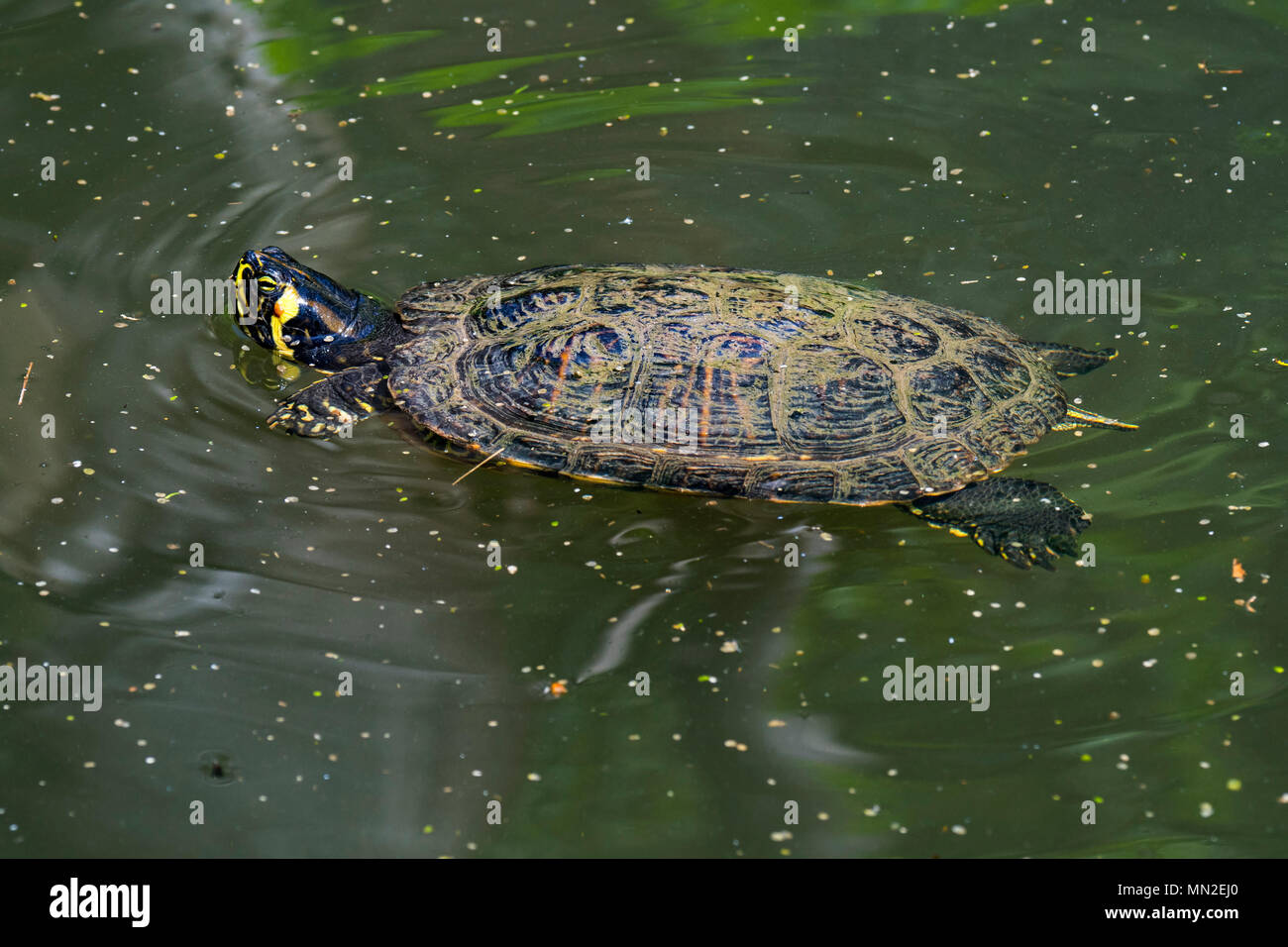 Yellow-bellied Schieberegler (TRACHEMYS SCRIPTA scripta), Land- und Wasser Schildkröten native auf den Südosten der Vereinigten Staaten Schwimmen im Teich Stockfoto