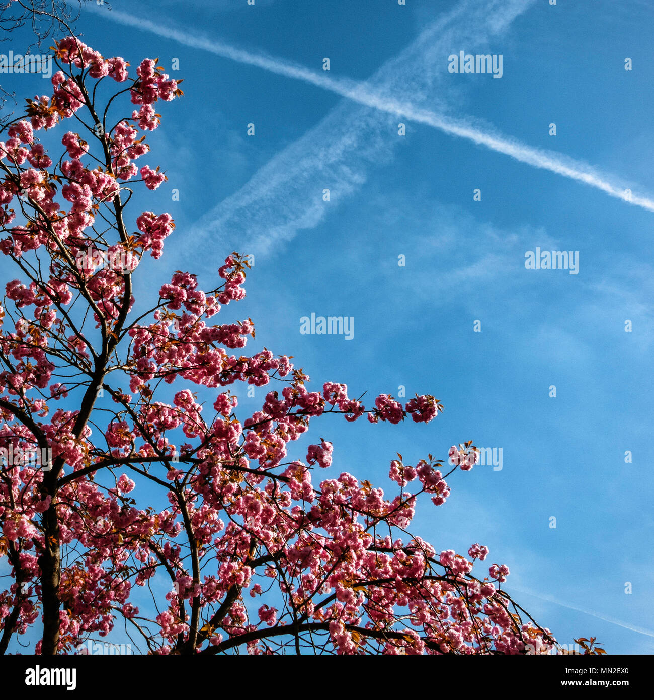 Britzer Garten, Neukölln, Berlin, Deutschland. 2018. Frühjahr anzeigen. Rosa Blüten, blauer Himmel und Flugzeug Kondensstreifen. Berliner Stockfoto