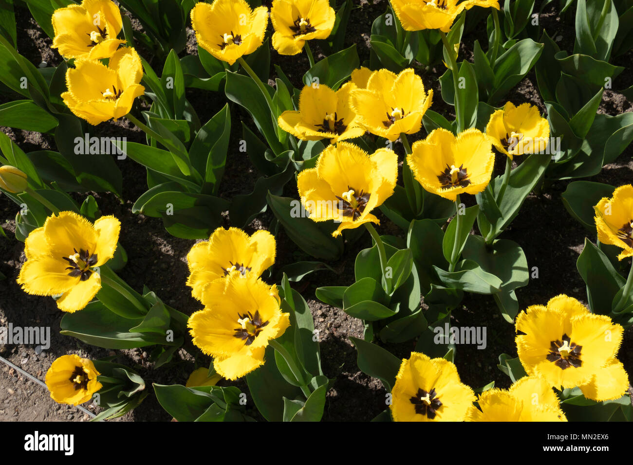 Frilly petals Fotos und Bildmaterial in hoher Auflösung Alamy