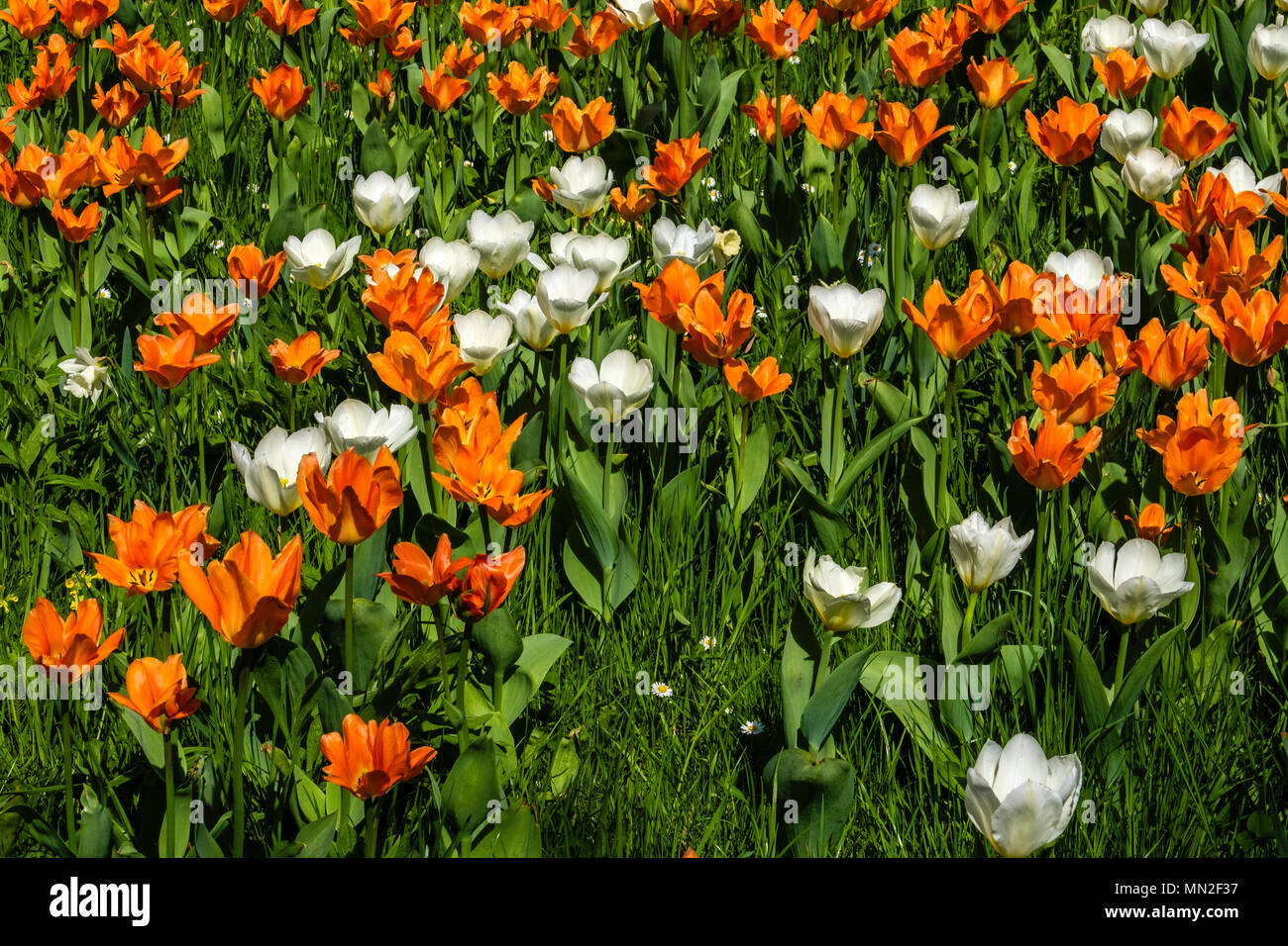 Britzer Garten, Neukölln, Berlin, Deutschland. 2018. Garten mit Frühjahrsblüher, weiße und orange Tulpen. Stockfoto