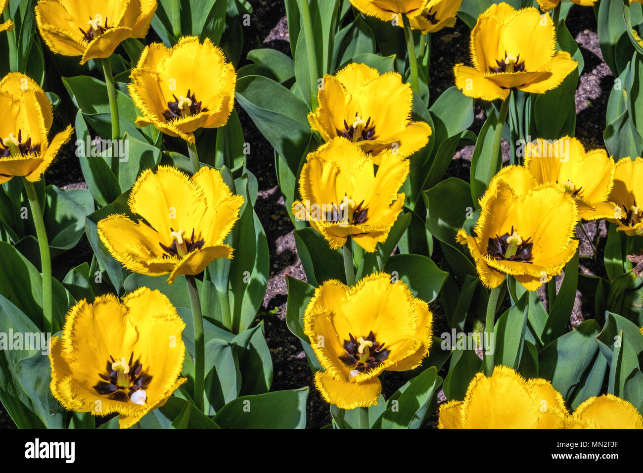 Frilly petals Fotos und Bildmaterial in hoher Auflösung Alamy