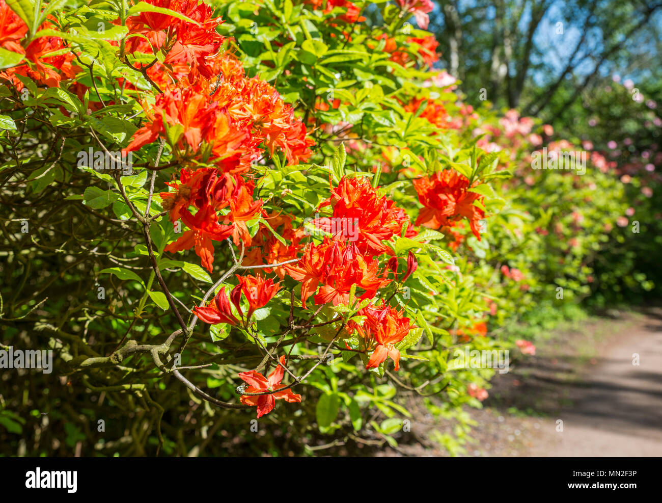 Roten Azaleen und Rhododendron Blumen im ffentlichen Park park Clingendael  in Den Haag in Holland Stockfotografie - Alamy