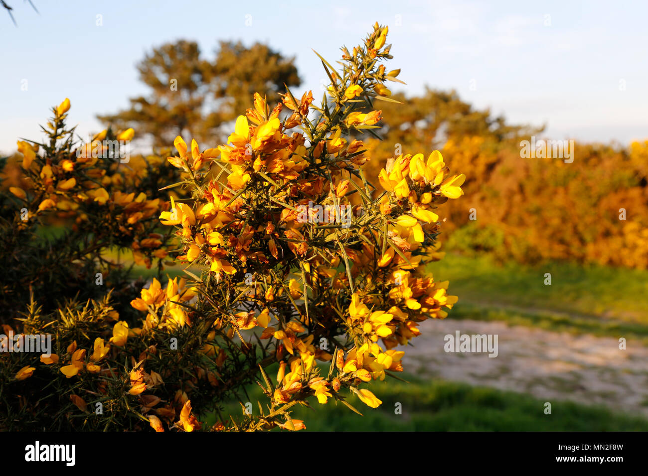 Gorse bush Blumen in Abendsonne Stockfoto