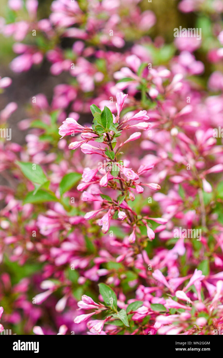 Blühende Mandelbäume Zwerg im Garten im Frühjahr Saison. Stockfoto