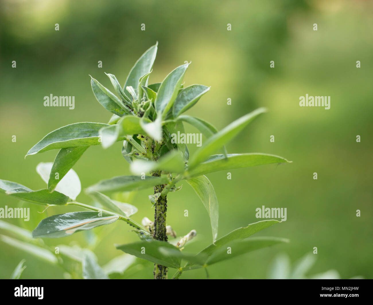 Fava bean Pflanzen mit blattläusen investiert. Stockfoto