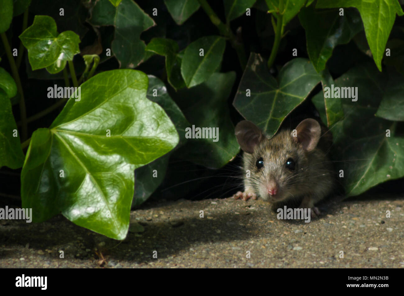 Vorsichtig nach Ratte lugen Aus Hedge Stockfoto