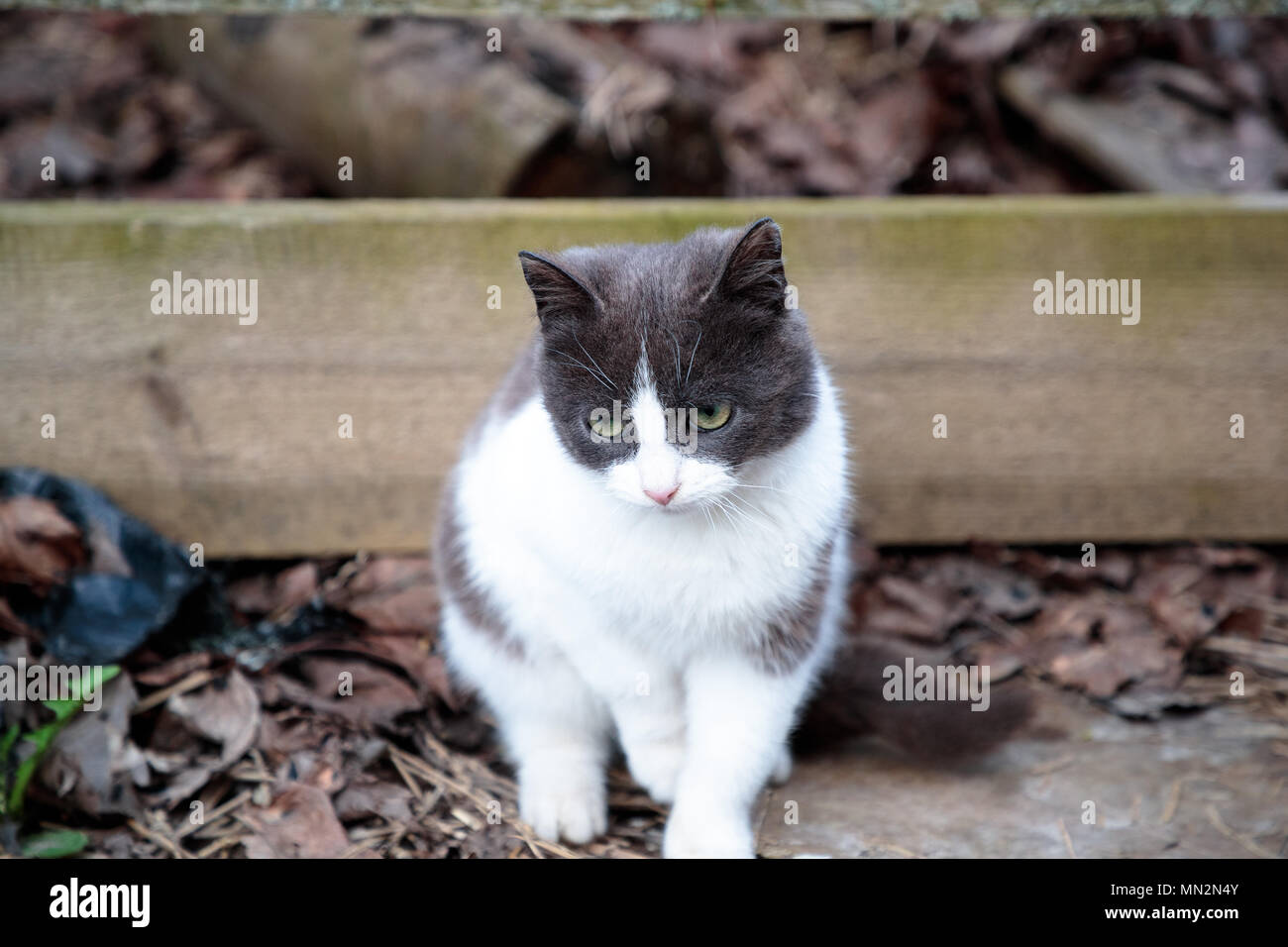 Weiß Grau cat im Hof sitzen und sorgfältig irgendwo suchen Stockfoto