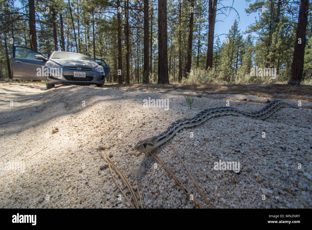 San Diego Gophersnake (Pituophis catenifer annectens) von der Sierra Juarez, Baja California, Mexiko. Stockfoto