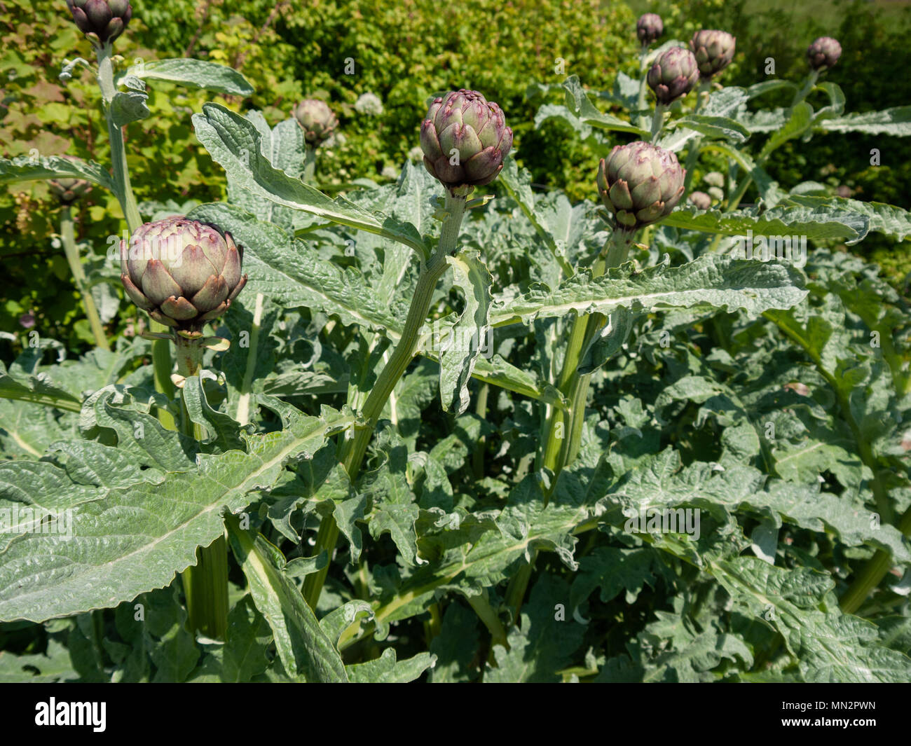 Artischocken, River Cottage HQ, Devon, Großbritannien Stockfoto