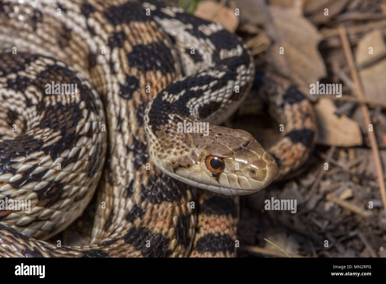 San Diego Gophersnake (Pituophis catenifer annectens) von der Sierra Juarez, Baja California, Mexiko. Stockfoto