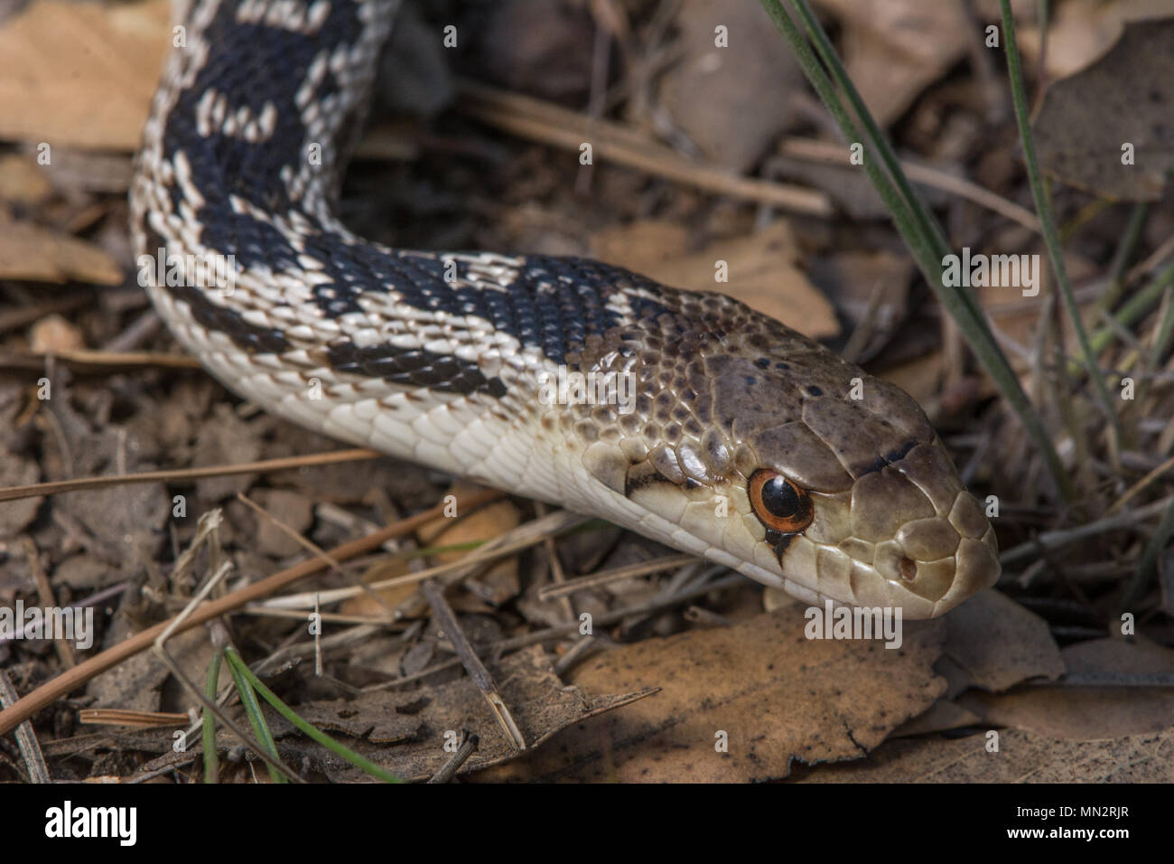 San Diego Gophersnake (Pituophis catenifer annectens) von der Sierra Juarez, Baja California, Mexiko. Stockfoto