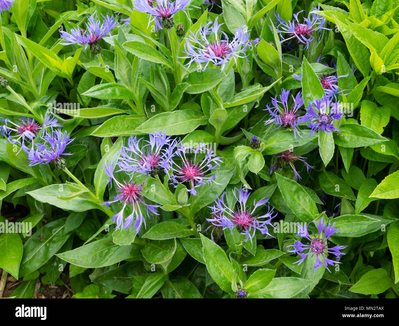 Blaue Blüten mit rötlichem Zentrum des Cottage Garten mehrjährig bluet, Centaurea montana Stockfoto