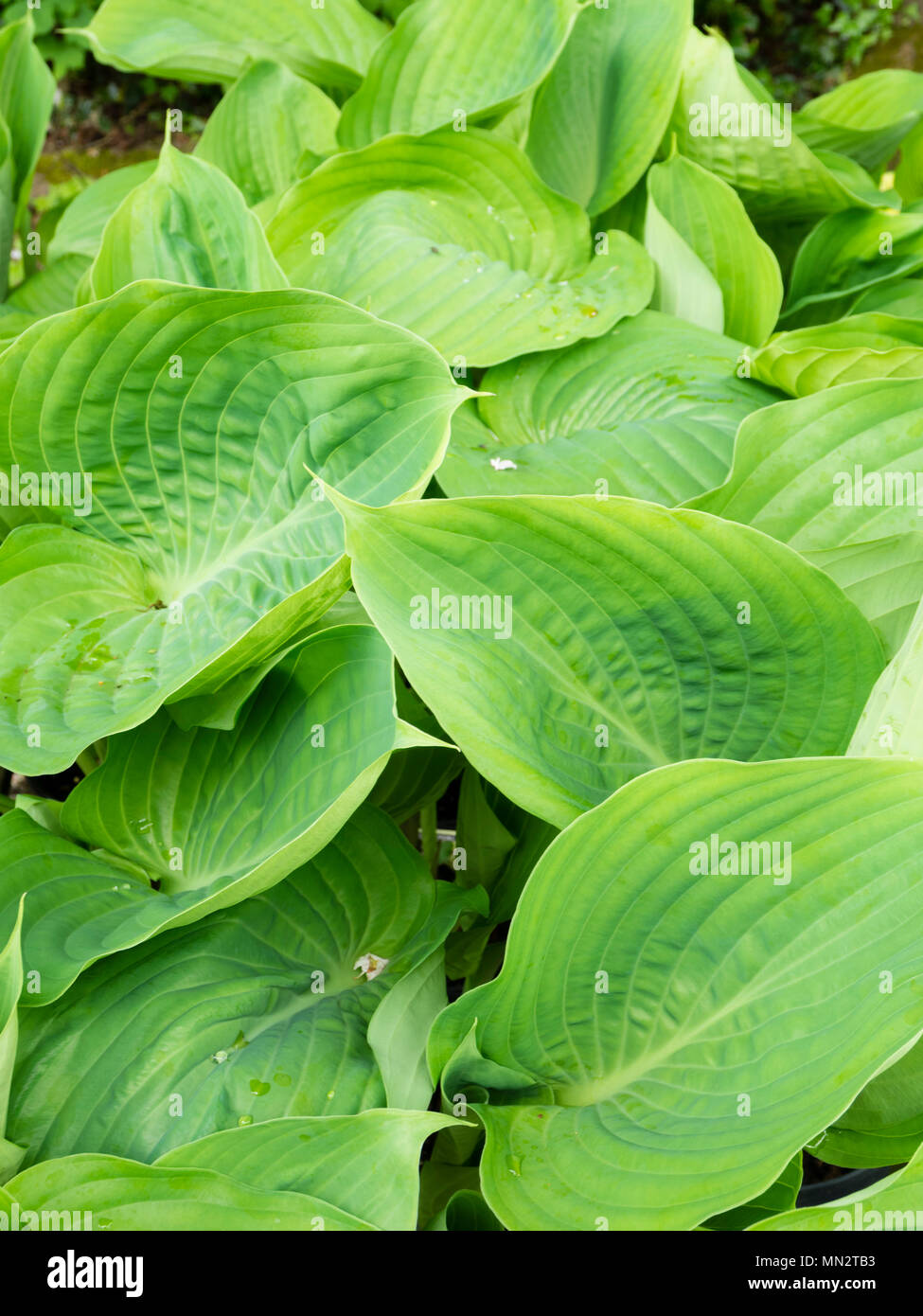 Massive Blätter der ornamentalen Wegerich Lily, die Hosta um und Substanz' Stockfoto