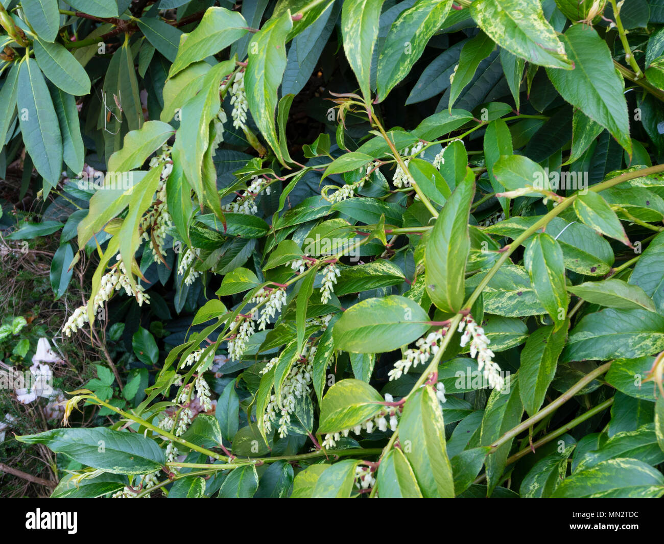 Weiße Blumen und Bogenschiessen Stängel leicht buntes Laub der Hardy Strauch, Leucothoe fontanesiana 'Rainbow' Stockfoto