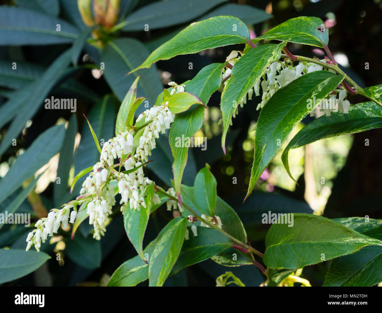 Weiße Blumen und Bogenschiessen Stängel leicht buntes Laub der Hardy Strauch, Leucothoe fontanesiana 'Rainbow' Stockfoto