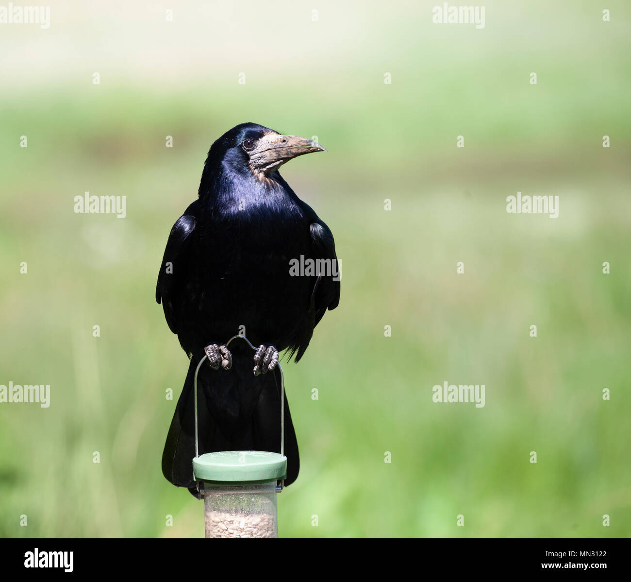 Rook, Corvus frugilegus, am Handgriff eines Vogels Zubringer mit Lochwinnoch RSPB Reservat, Renfrewshire, Schottland, Großbritannien. Stockfoto