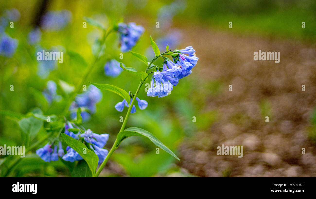 Bluebells auf einer Grafschaft Pfad in der Great Plains, USA. Stockfoto